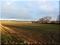 Field seen from Goosehole Lane