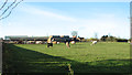 Cattle grazing by North Farm