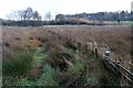 Rushy fields near Thornhill