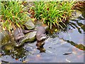 Asian short-clawed Otters, London Wetland Centre