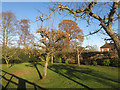 Orchard at Woodend House