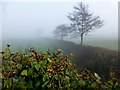 Misty, Moylagh