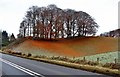 NX9184 : Beech leaf carpet on fields near Allanton by Alan Reid