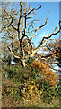 Dead oak tree on the edge of Castell Wood