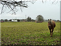 Horse and observatory, Kenley