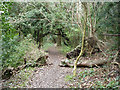 Footpath through woodland