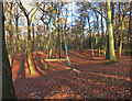 Swing in Pullingshill Wood