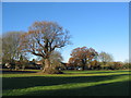 Oaks by Tutbury Avenue