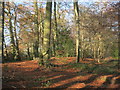 Grims Ditch in Beamangreen Wood