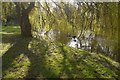 Weeping willow, Eardisland