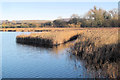 SP9213 : The Southern Reed on Marsworth Reservoir by Chris Reynolds