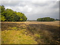 Field close to Ash Holt