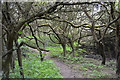 In a blackthorn thicket near the River Sowe, Willenhall Brookstray, Coventry