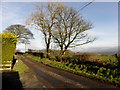 Trees along Raneese Road, Derrybard