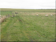 NT2452 : Grazing sheep near Nether Falla by M J Richardson