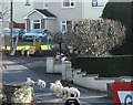 Taken to a place of safety - PSNI rounding up stray sheep on the B8