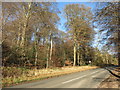 Road through The Coppice