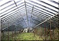 TQ5916 : Derelict greenhouse by Patrick Roper