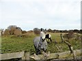 Inquisitive horse