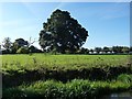 Tree in a pasture field, south of Ellesmere