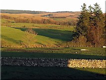 NY5674 : Pasture along Kirk Beck by Andrew Curtis