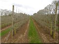 Orchard, Weston Under Penyard