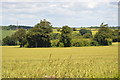 Small woodland in a wheat field