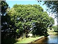 Tree on the towpath, west of Whixall Moss