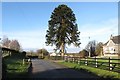 Araucaria araucana  on Glenvale Road