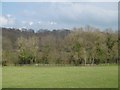 Towards Hay Wood