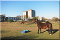 Houses & Horses, Osterley Park