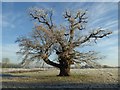 SO8844 : An oak tree on a frosty morning by Philip Halling