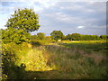 Field west of Hoveringham