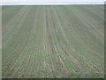 Furrowed field off the Hertfordshire Way