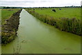 Rhyne on Tealham Moor