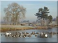 SO8844 : Wildfowl and Croome's Chinese Bridge by Philip Halling