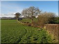 Hedgerow scene