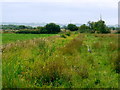 Heron on Tadham Moor