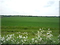 TL6053 : Crop field west of Weston Colville by JThomas