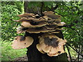SP0013 : A fungi feast by norman hyett