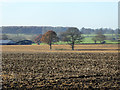 Two trees in a field