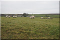 Sheep below Sunny Bank Farm