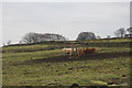 SD8642 : Cattle feeder above Pasture Head Farm by Bill Boaden