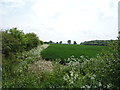 Crop field and hedgerow, Burrough End