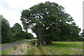 Oak Tree by a Rhyne