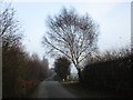 Silver Birch on Moor Lea Lane