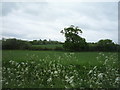 Farmland near Frogsend Farm