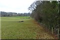 Looking down across the pasture