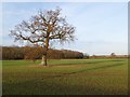 SO9043 : Oak tree in a field by Philip Halling