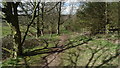 Path beside Cumberstone Wood, Tittensor